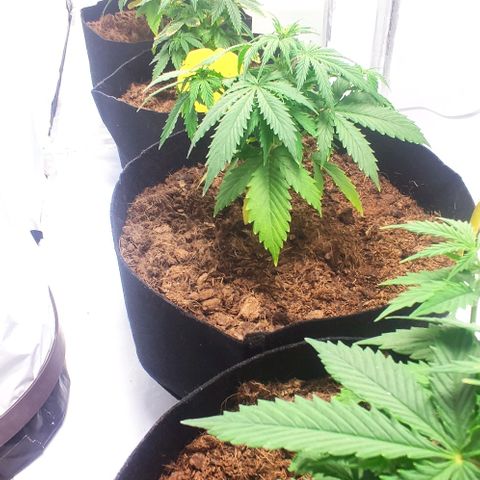 Auto Cinderella 99 x Jack Herer) X Magnum Genetics growlog timeline photo
