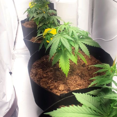 Auto Cinderella 99 x Jack Herer) X Magnum Genetics growlog timeline photo