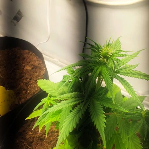 Auto Cinderella 99 x Jack Herer) X Magnum Genetics growlog timeline photo