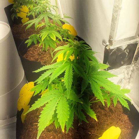 Auto Cinderella 99 x Jack Herer) X Magnum Genetics growlog timeline photo