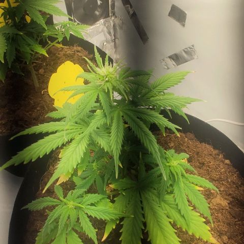 Auto Cinderella 99 x Jack Herer) X Magnum Genetics growlog timeline photo
