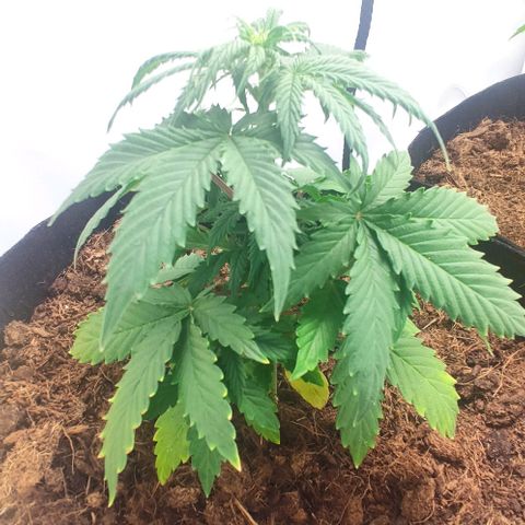 Auto Cinderella 99 x Jack Herer) X Magnum Genetics growlog timeline photo