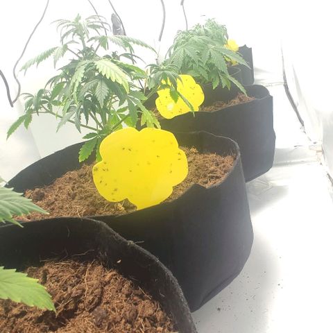 Auto Cinderella 99 x Jack Herer) X Magnum Genetics growlog timeline photo