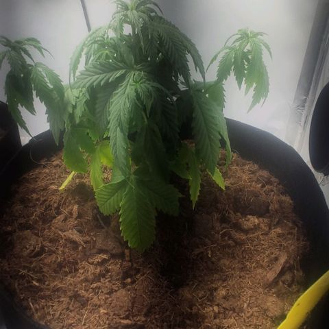 Auto Cinderella 99 x Jack Herer) X Magnum Genetics growlog timeline photo