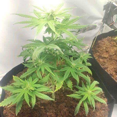 Auto Cinderella 99 x Jack Herer) X Magnum Genetics growlog timeline photo