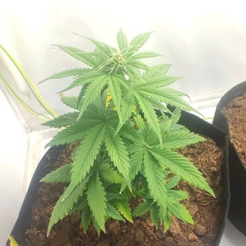 Auto Cinderella 99 x Jack Herer) X Magnum Genetics growlog timeline photo