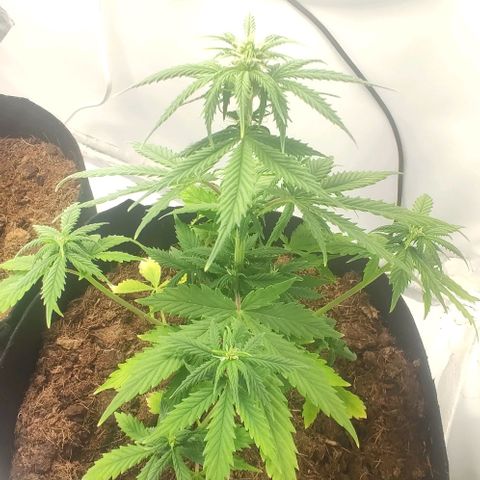 Auto Cinderella 99 x Jack Herer) X Magnum Genetics growlog timeline photo
