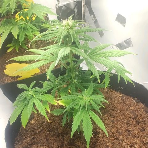 Auto Cinderella 99 x Jack Herer) X Magnum Genetics growlog timeline photo