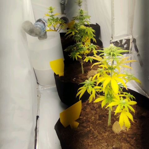 Auto Cinderella 99 x Jack Herer) X Magnum Genetics growlog timeline photo