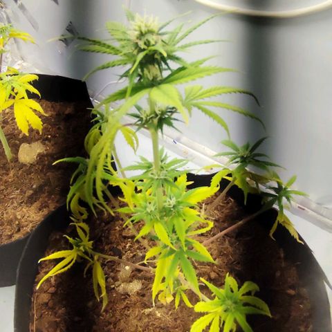 Auto Cinderella 99 x Jack Herer) X Magnum Genetics growlog timeline photo