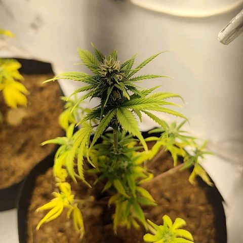 Auto Cinderella 99 x Jack Herer) X Magnum Genetics growlog timeline photo