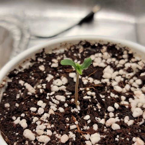 Lucy 2.0 growlog timeline photo