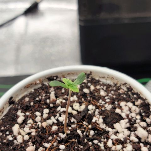 Lucy 2.0 growlog timeline photo