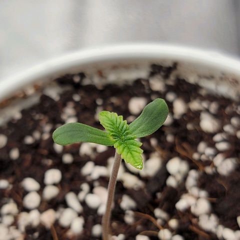 Lucy 2.0 growlog timeline photo