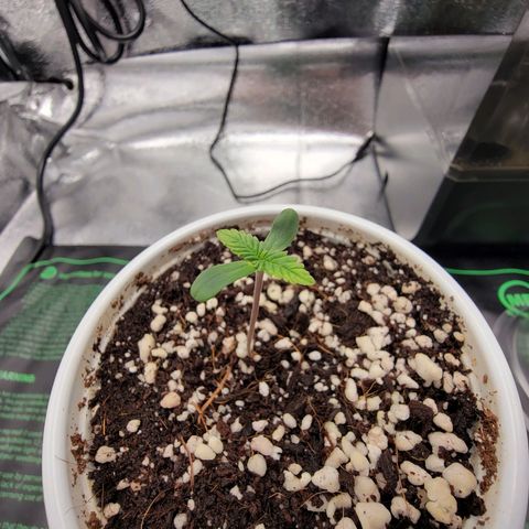 Lucy 2.0 growlog timeline photo