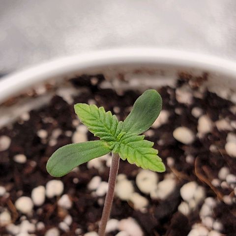 Lucy 2.0 growlog timeline photo