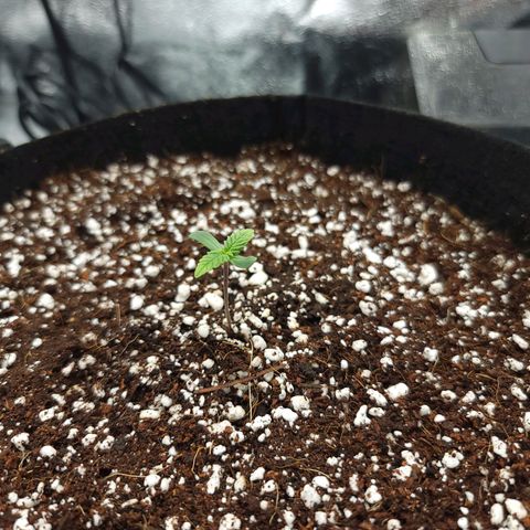 Lucy 2.0 growlog timeline photo