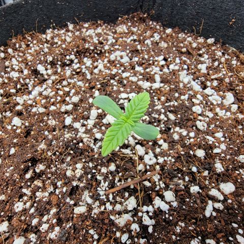 Lucy 2.0 growlog timeline photo