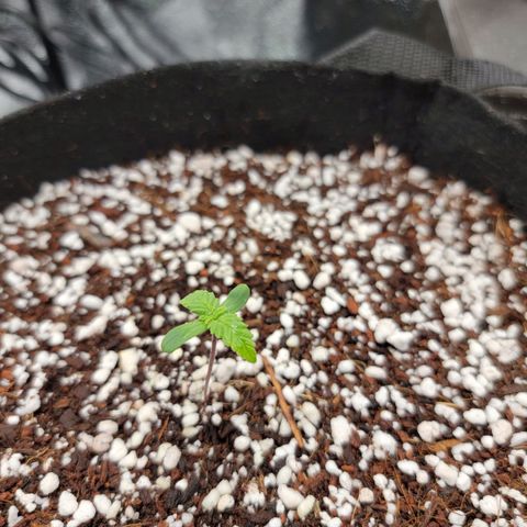 Lucy 2.0 growlog timeline photo