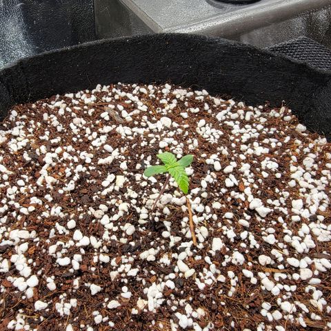 Lucy 2.0 growlog timeline photo
