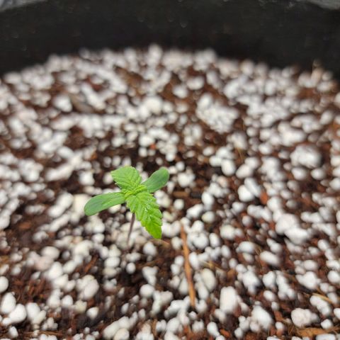 Lucy 2.0 growlog timeline photo