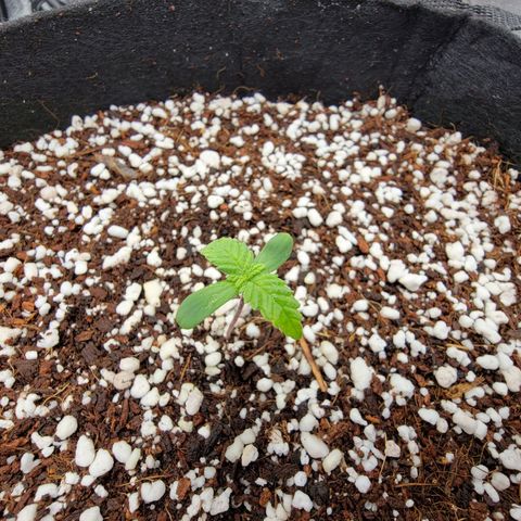 Lucy 2.0 growlog timeline photo