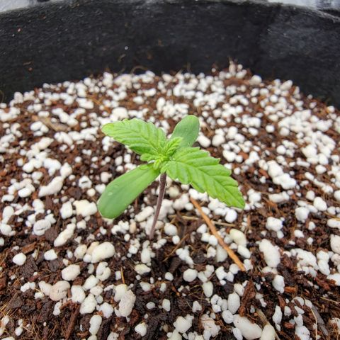 Lucy 2.0 growlog timeline photo