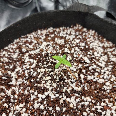 Lucy 2.0 growlog timeline photo