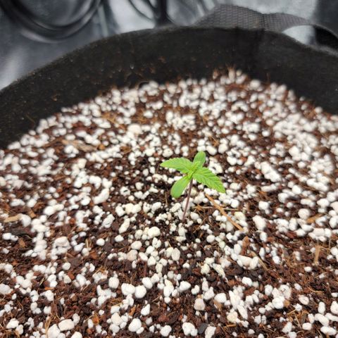 Lucy 2.0 growlog timeline photo