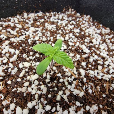 Lucy 2.0 growlog timeline photo