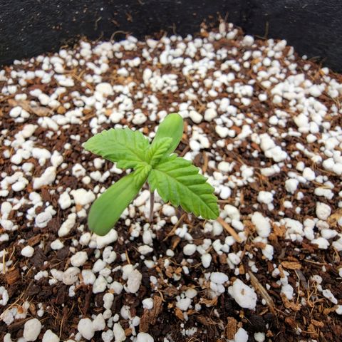Lucy 2.0 growlog timeline photo