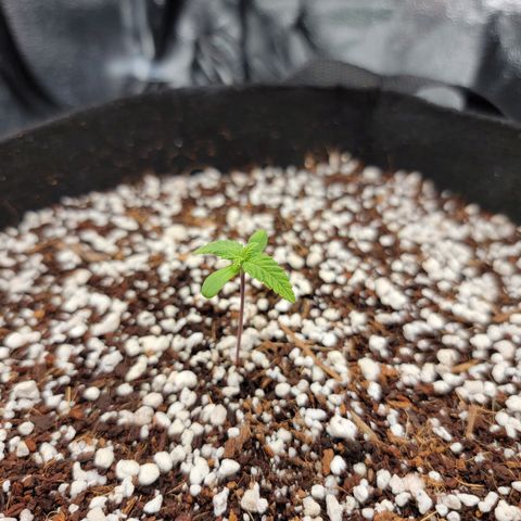 Lucy 2.0 growlog timeline photo