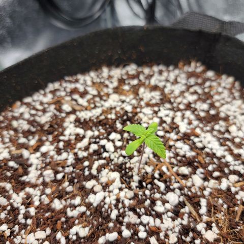 Lucy 2.0 growlog timeline photo