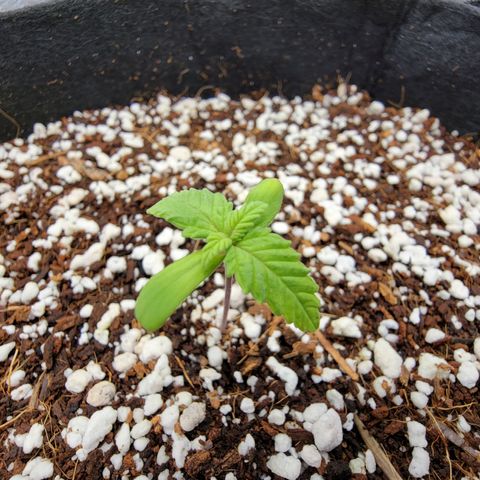 Lucy 2.0 growlog timeline photo