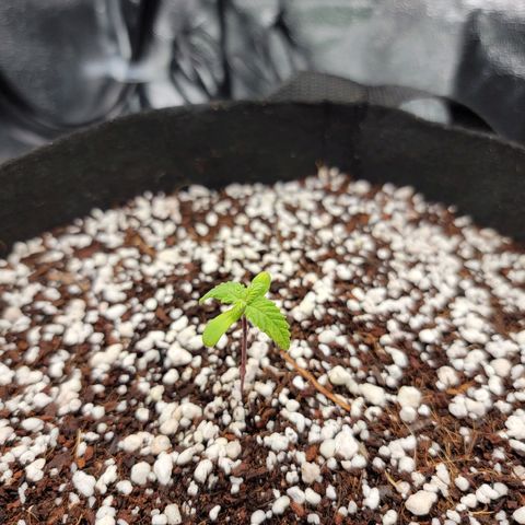 Lucy 2.0 growlog timeline photo