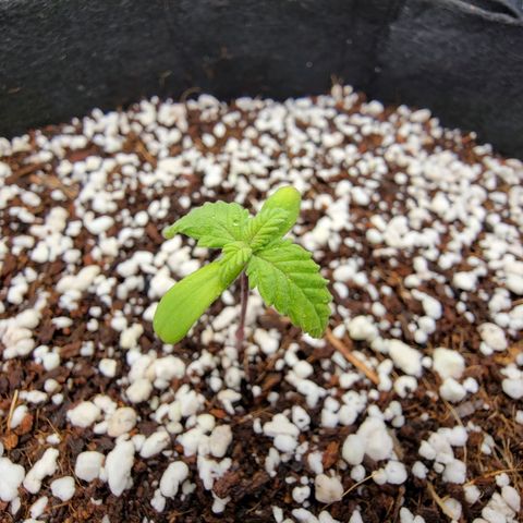 Lucy 2.0 growlog timeline photo