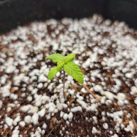 Lucy 2.0 growlog timeline photo