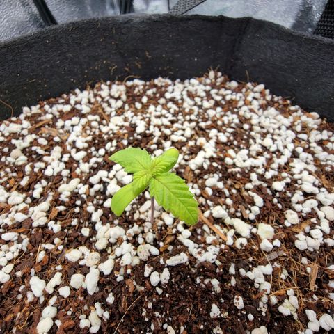 Lucy 2.0 growlog timeline photo