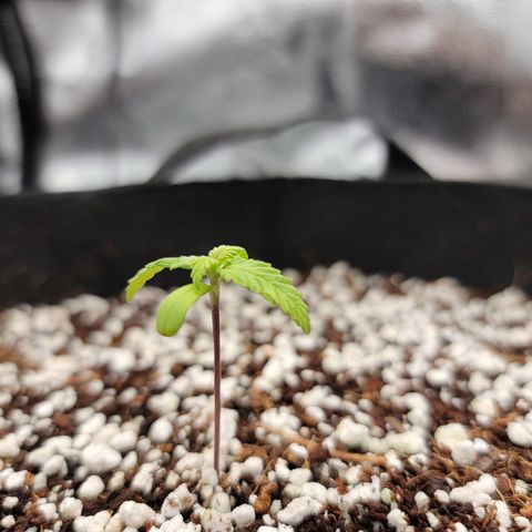 Lucy 2.0 growlog timeline photo