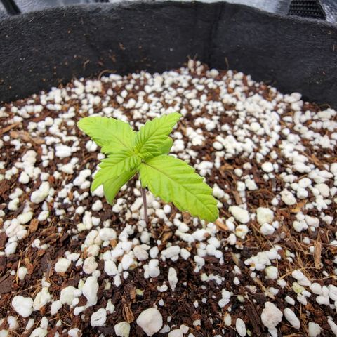 Lucy 2.0 growlog timeline photo
