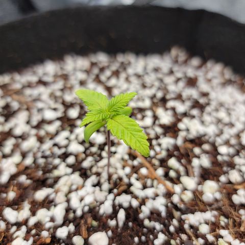 Lucy 2.0 growlog timeline photo