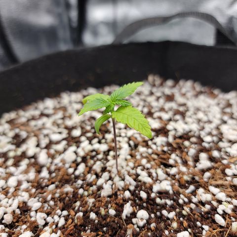 Lucy 2.0 growlog timeline photo