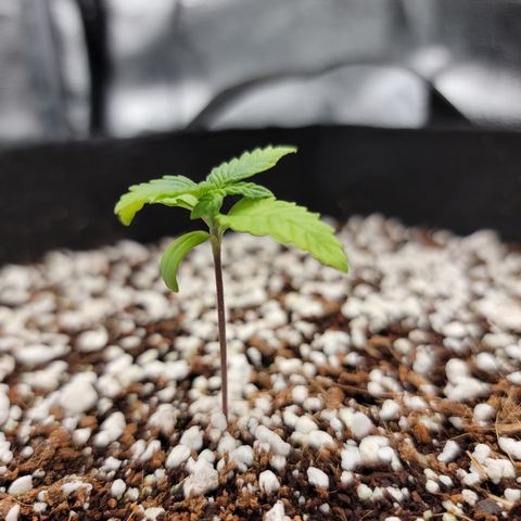 Lucy 2.0 growlog timeline photo