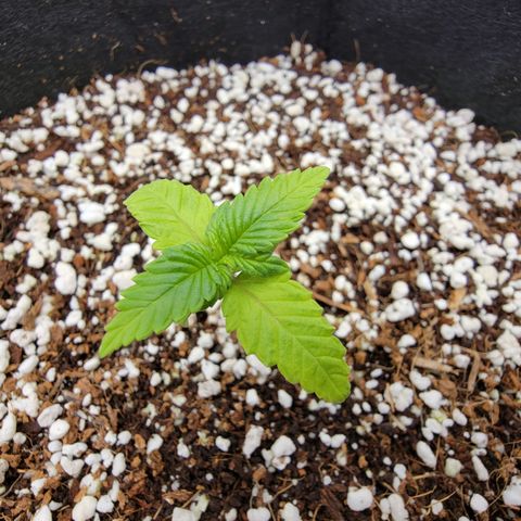Lucy 2.0 growlog timeline photo