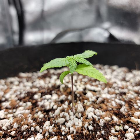 Lucy 2.0 growlog timeline photo