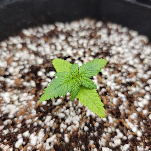 Lucy 2.0 growlog timeline photo