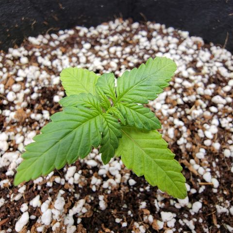 Lucy 2.0 growlog timeline photo