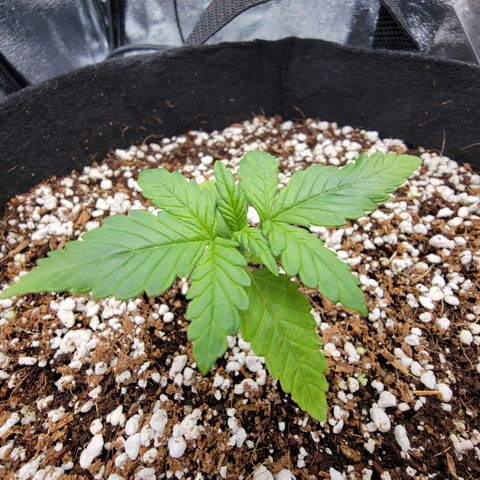 Lucy 2.0 growlog timeline photo
