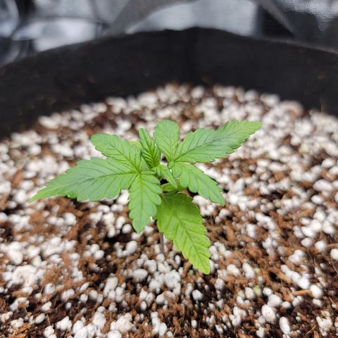 Lucy 2.0 growlog timeline photo