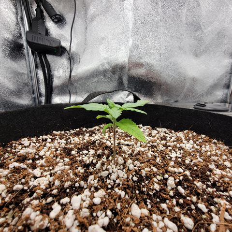 Lucy 2.0 growlog timeline photo